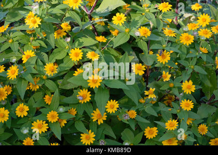 Topinambur, Helianthus tuberosus, sunroot sunchoke, Erde, Apple, topinambour, in einem botanischen Garten in Oklahoma City, Oklahoma, USA. Stockfoto