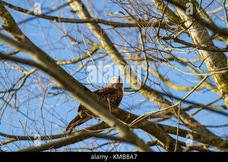 Ein rotmilan (milvus milvus), das in einem Baum gehockt Stockfoto