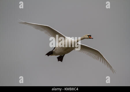 Ein weißer Höckerschwan (Cygnus olor) im Flug gegen einen grauen Himmel Stockfoto