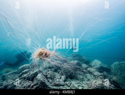 Lion's mane Jellyfish vor der Silhouette der Taucher in Tromsø, Norwegen Stockfoto