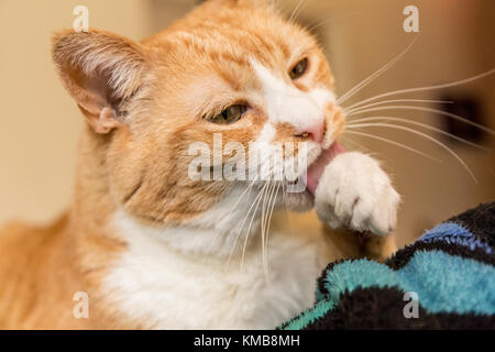 "Kia", eine inländische kurze Haare Katze, selbst eifrig pflegen Stockfoto