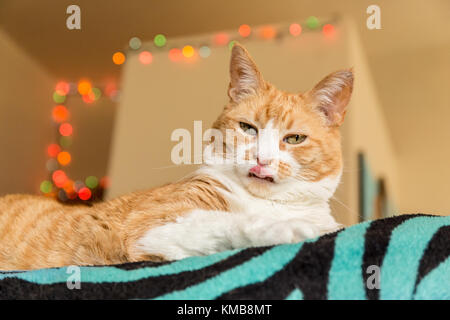 "Kia", eine inländische kurze Haare Katze, mit einem dummen aussehende Ausdruck Stockfoto