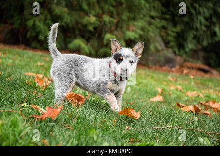 'Lilly', eine 10 Wochen alte australische Cattledog-Welpe, spielt auf ihrem Hof in Issaquah, Washington, USA. Der australische Rinderhund (ACD), Queensland Heel Stockfoto