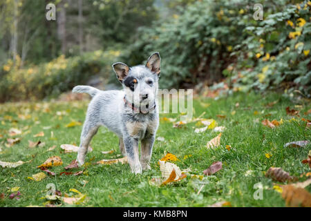 'Lilly', ein 10 Wochen alter Australian Cattledog Welpen in ihren Hof in Issaquah, Washington, USA. Der Australian Cattle Dog (ACD), Queensland Heeler Stockfoto