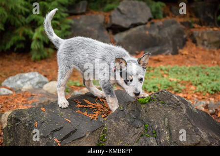 'Lilly', ein 10 Wochen alter Australian Cattledog Welpen, spielen auf einem großen Felsen, in Issaquah, Washington, USA. Stockfoto