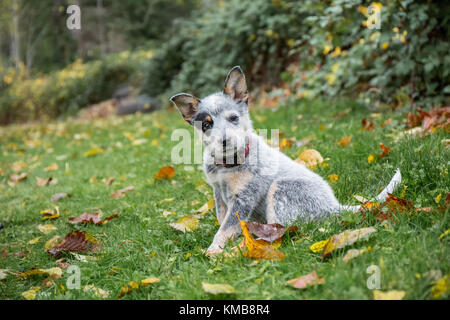 'Lilly', ein 10 Wochen alter Australian Cattledog Welpen mit Gras in den Mund, in ihren Hof in Issaquah, Washington, USA. Stockfoto
