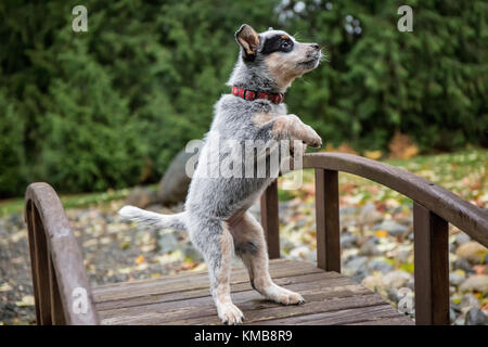 'Lilly', ein 10 Wochen alter Australian Cattledog Welpen spielerisch auf der Fußgängerbrücke in Issaquah, Washington, USA springen. Der Australian Cattle Dog (ACD), Stockfoto