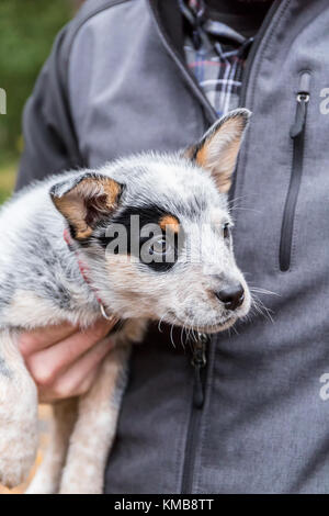 Mann hält "Lilly", seine 10 Woche alt Australian Cattledog Welpen in Issaquah, Washington, USA. Stockfoto