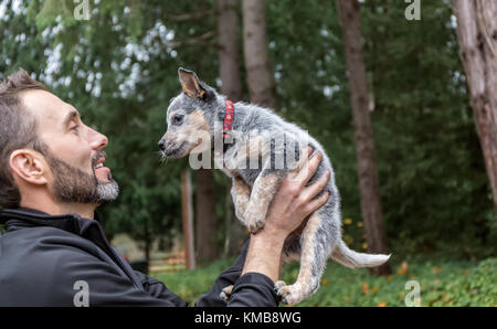 Mann hält "Lilly", seine 10 Woche alt Australian Cattledog Welpen in Issaquah, Washington, USA. Stockfoto