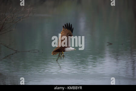 Ein Brahminy Kite Vogel fliegen mit einem Fisch gerade gefangen Stockfoto