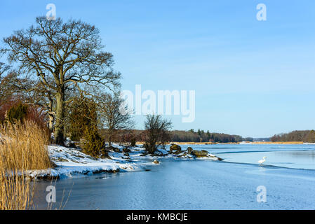 Küstenlandschaft im Winter mit großen Eiche am Ufer und eine Mute swan auf Eis Kante im Meer. Lage almo Insel in Blekinge, Schweden Stockfoto