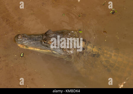 Crocodile caiman Amacayacu Nationalpark, Amazon, Kolumbien Stockfoto