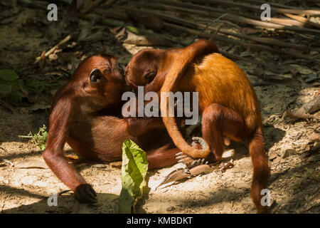 Brüllaffen spielen Jugendliche Amacayacu Nationalpark, Amazon, Kolumbien Stockfoto