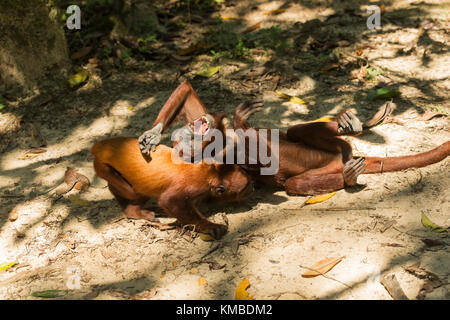 Brüllaffen spielen Jugendliche Amacayacu Nationalpark, Amazon, Kolumbien Stockfoto