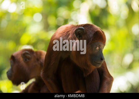 Brüllaffen spielen Jugendliche Amacayacu Nationalpark, Amazon, Kolumbien Stockfoto