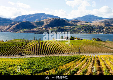 Ansicht der Traube Weinberge mit Blick auf Skaha Lake zwischen Penticton und Okanagan Falls im Okanagan Valley in der Nähe von Penticton, British Columbia, C Stockfoto