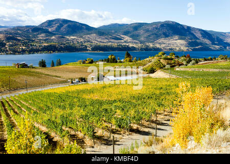 Ansicht der Traube Weinberge mit Blick auf Skaha Lake zwischen Penticton und Okanagan Falls im Okanagan Valley in der Nähe von Penticton, British Columbia, c Stockfoto