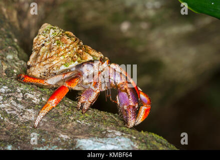 Land Hermit Crab (coenobita Clypeatus) ausgeführt wird. Stockfoto