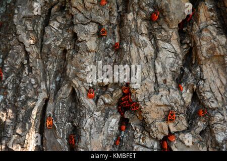 Gendarm Käfer (lat. Pyrrhocoris apterus) Aggregation auf einem Baumstamm Stockfoto