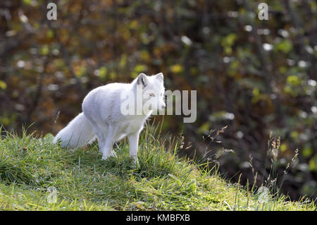 Arctic Fuchs (Vulpes lagopus) zu Fuß durch ein Feld im Herbst in Kanada Stockfoto