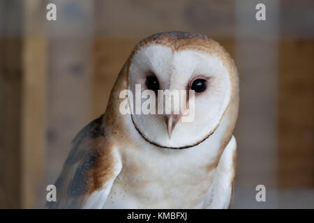 Schleiereule (Tyto alba) closeup in Kanada Stockfoto