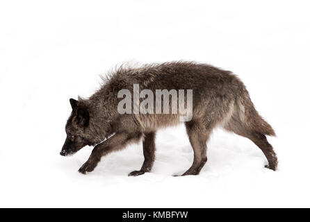 Black Wolf (Canis lupus) wandern im Winter Schnee in Kanada Stockfoto
