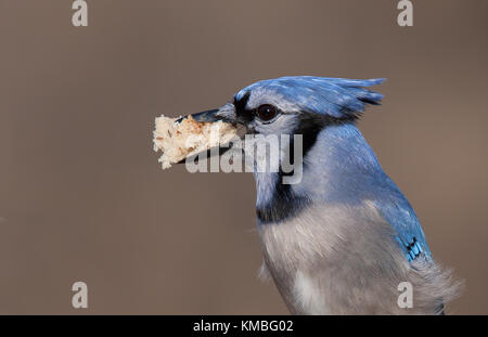 Blue Jay - Cyanocitta cristata auf eine Niederlassung in Kanada gehockt Stockfoto