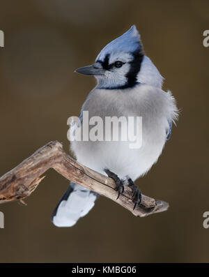 Blue Jay - Cyanocitta cristata auf eine Niederlassung in Kanada gehockt Stockfoto