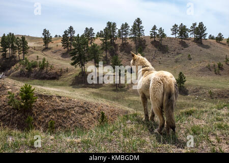 Ein Hund steht auf einem Hügel in der Pine Ridge Indian Reservation Stockfoto