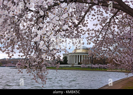 Thomas Jefferson Memorial von Blooming cherry tree branch eingerahmt. Fülle der blühenden Kirschbäume um Tidal Basin in Washington DC, USA. Stockfoto