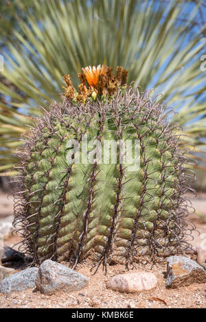 Angelhaken Barrel Kaktus (Ferocactus wislizeni) mit Blume, Tucson, Arizona, USA Stockfoto