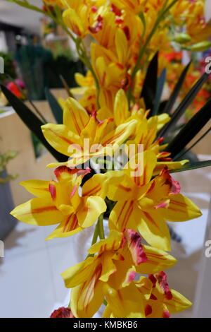 Künstliche gelb blühende Pflanzen Orchideen auf dem Display sieht frisch und echten im Fokus Stockfoto