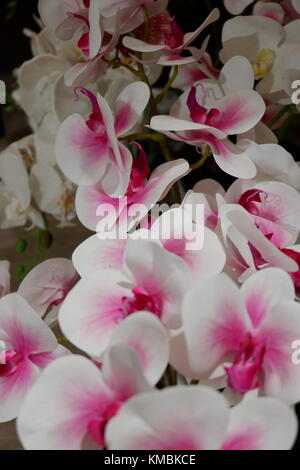 Künstliche weiß blühende Pflanzen Orchideen auf dem Display sieht frisch und echten im Fokus Stockfoto