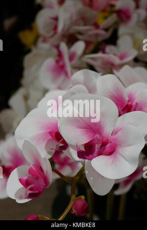 Künstliche weiße Orchideen blühende Pflanzen auf Anzeige frischen Aussehen und Real Stockfoto