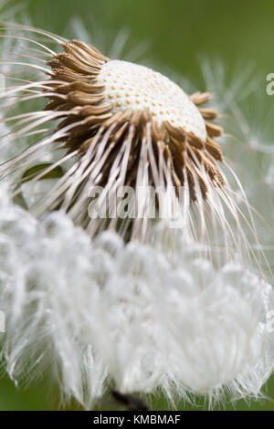 Makro-ansicht von einem Löwenzahn, Taraxacum officinale seedhead, in Wiesen um Durham, England. Stockfoto