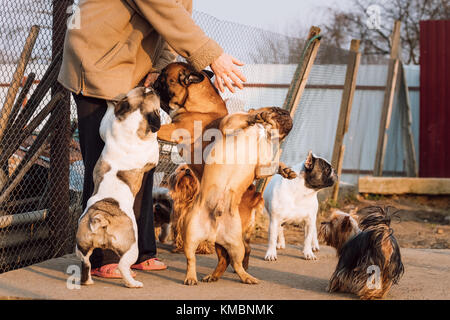 Viele verschiedene Hunde Spaß mit Frau Herrin. Französische Bulldogge Hunde und Yorkshire Terrier spielen zusammen in Hof. Stockfoto
