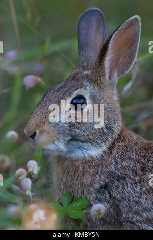Kaninchen füttern in einer Frühlingswiese Stockfoto