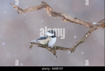 Black-capped chickadee auf Zweig im Winter gehockt Stockfoto