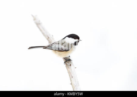 Black-capped chickadee auf Zweig im Winter gehockt Stockfoto