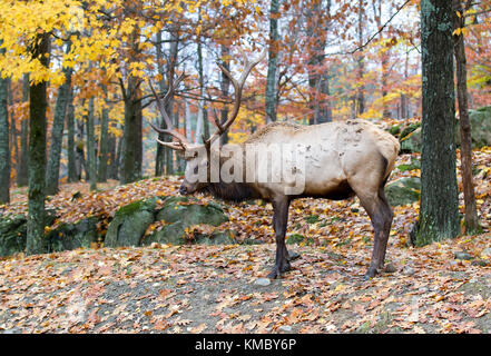 Bullenschwein mit großem Geweih, der im Herbst im Wald stand Stockfoto