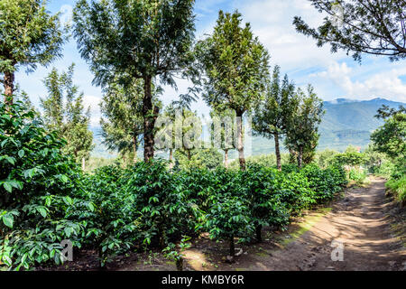 Kaffee Büsche wachsen im Schatten der grevillea Bäume auf der Kaffeeplantage in Kaffee wachsenden Bereich in der Nähe von Antigua, Guatemala, Mittelamerika Stockfoto