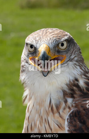 Eisenhaltige Hawk (Buteo regalis) portrait Stockfoto