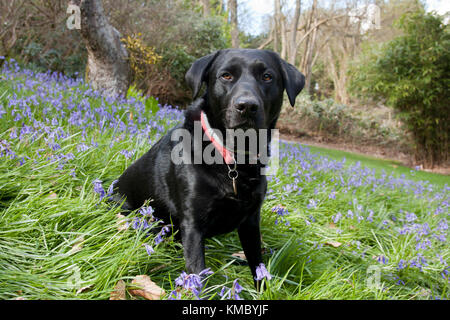 Schwarzer Labrador, Erwachsene, Sitzen im Garten unter Bluebells Stockfoto