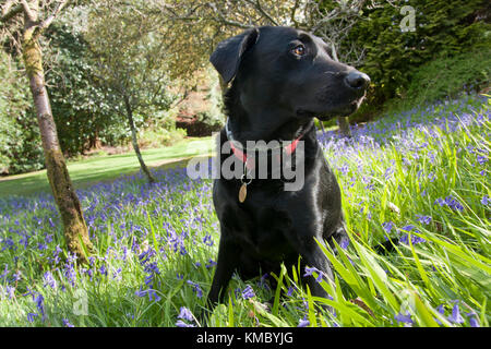 Schwarzer Labrador, Erwachsene, Sitzen im Garten unter Bluebells Stockfoto