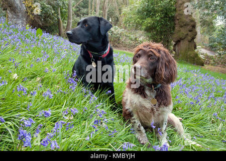 Springer Spaniel und schwarzen Labrador, zwei junge Erwachsene unter Sitzen bluebells Stockfoto