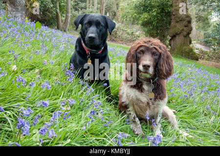 Springer Spaniel und schwarzen Labrador, zwei junge Erwachsene unter Sitzen bluebells Stockfoto