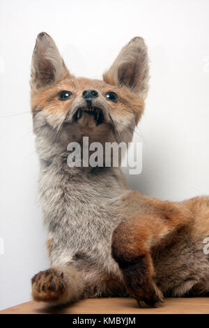 Vintage ausgestopften Fuchs Stockfoto