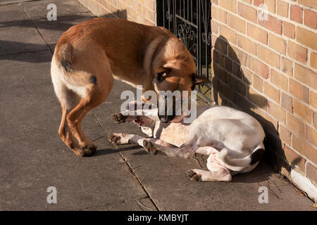 Zwei Hunde in der Stadt Street Fighting Stockfoto