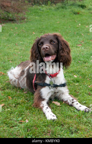 Springer Spaniel, junger Erwachsener, im Garten liegen Stockfoto