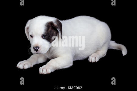 Labrador und Bulldog mix Welpe auf schwarzem Hintergrund Stockfoto
